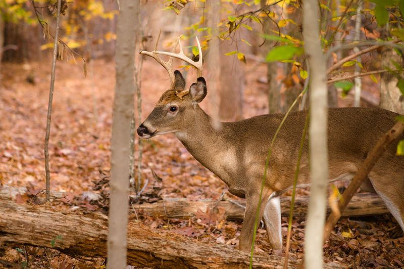 September Timing And The Autumn Deer Calendar