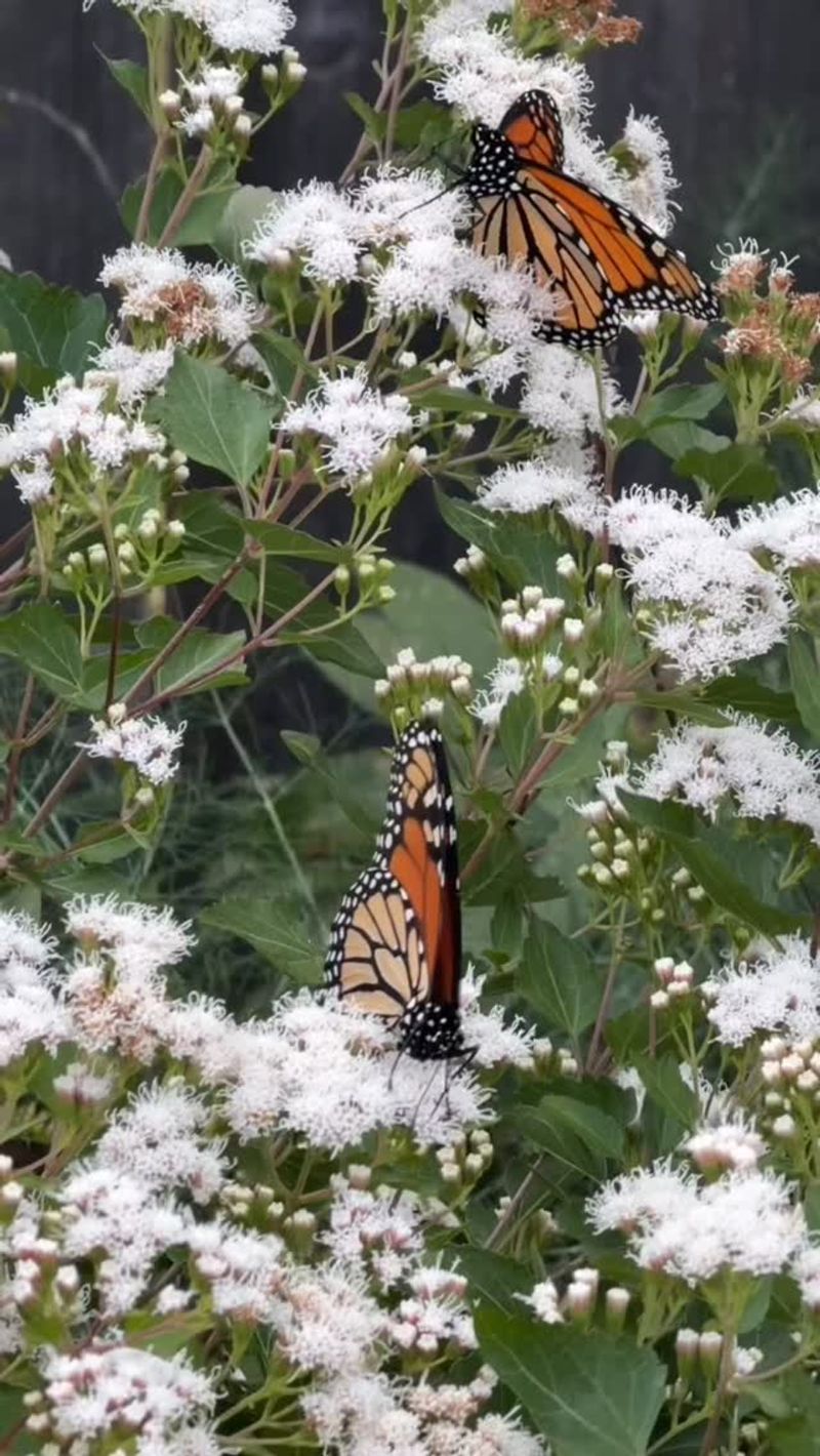 September Timing And The Migration Overlap
