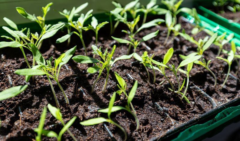 September Warmth And The Autumn Germination Rush September Warmth And The Autumn Germination Rush