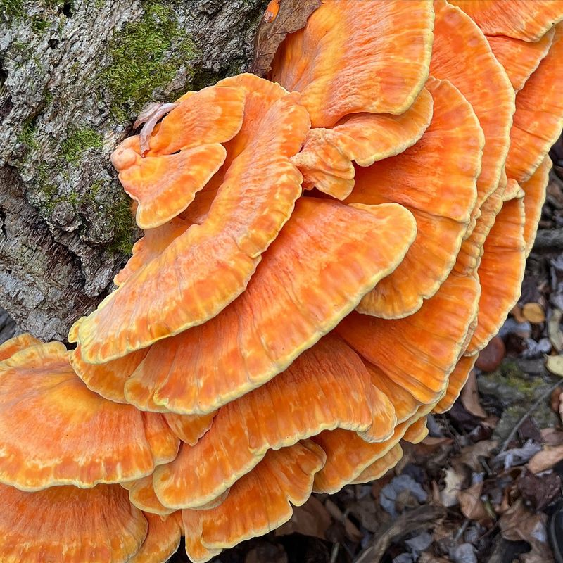 September Weather And The Fruiting Window