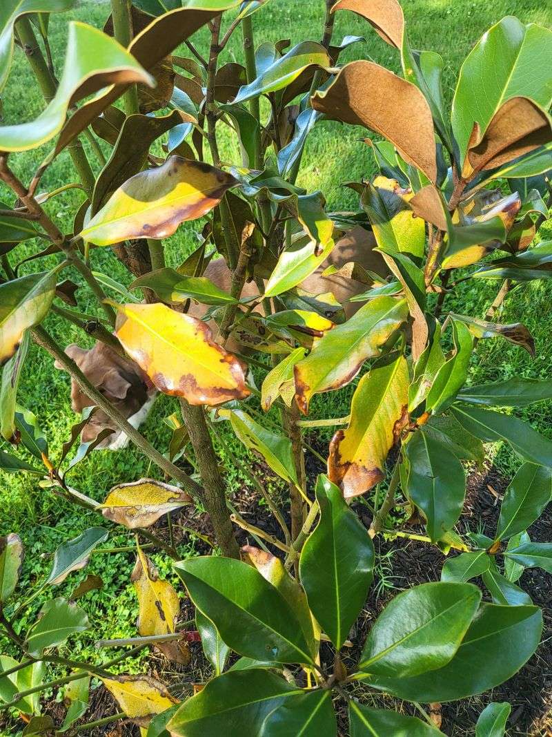 September Yellowing Does Not Always Point To The Same Problem September Yellowing Does Not Always Point To The Same Problem