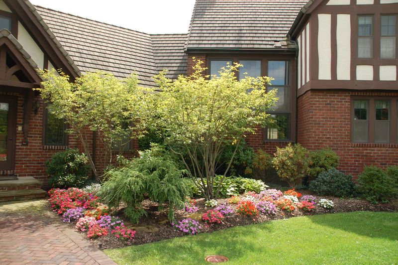 Serviceberries Suit Wider Driveway Landscapes With Room To Grow Serviceberries Suit Wider Driveway Landscapes With Room To Grow