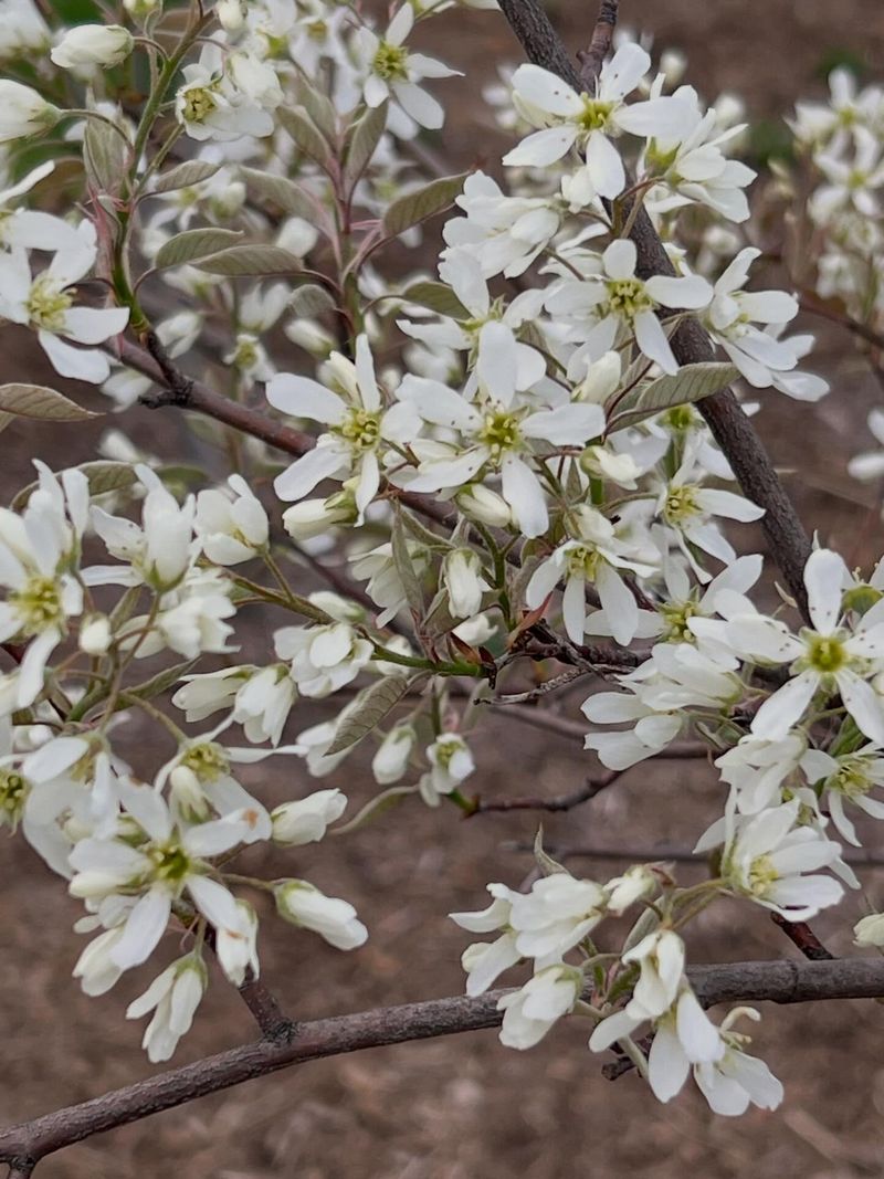Serviceberry