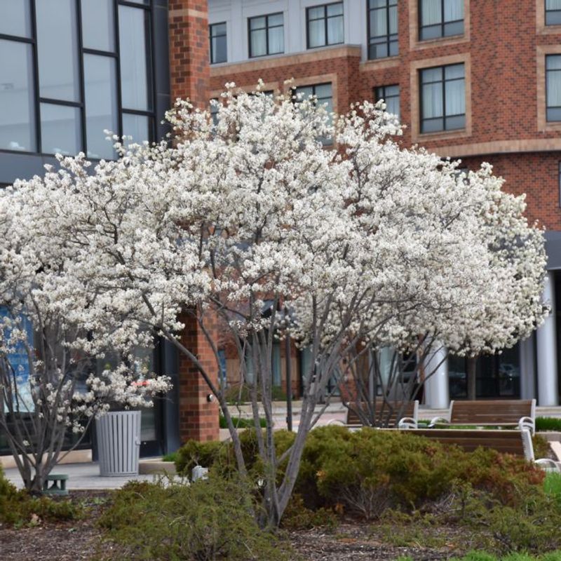 Serviceberry