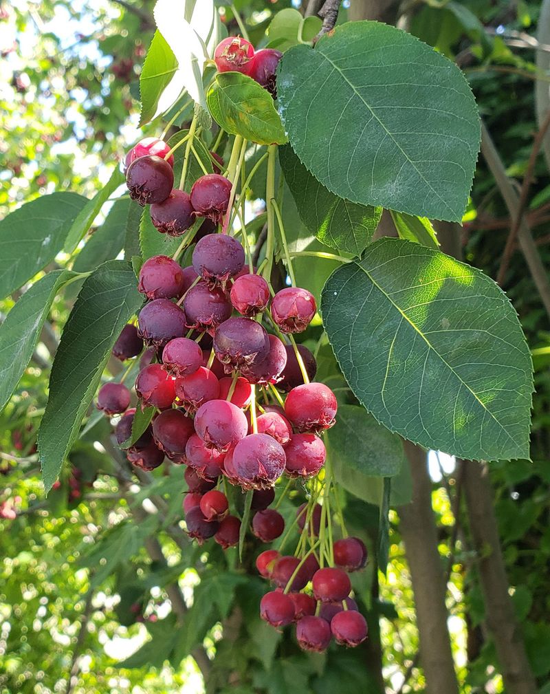 Serviceberry Serviceberry