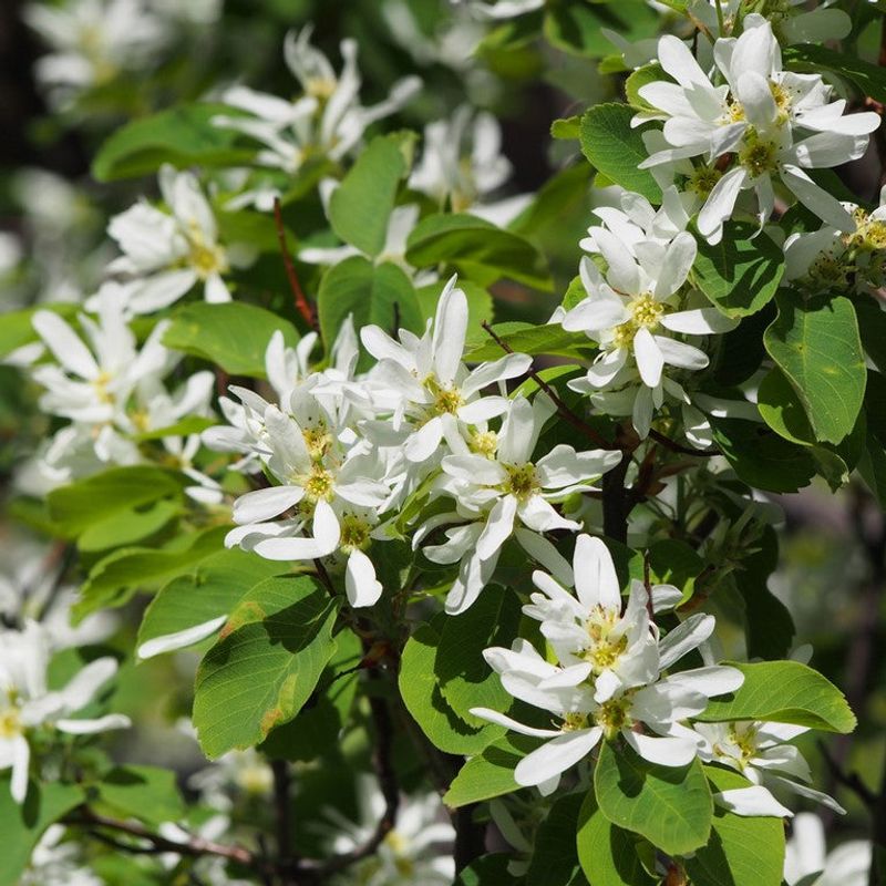 Serviceberry