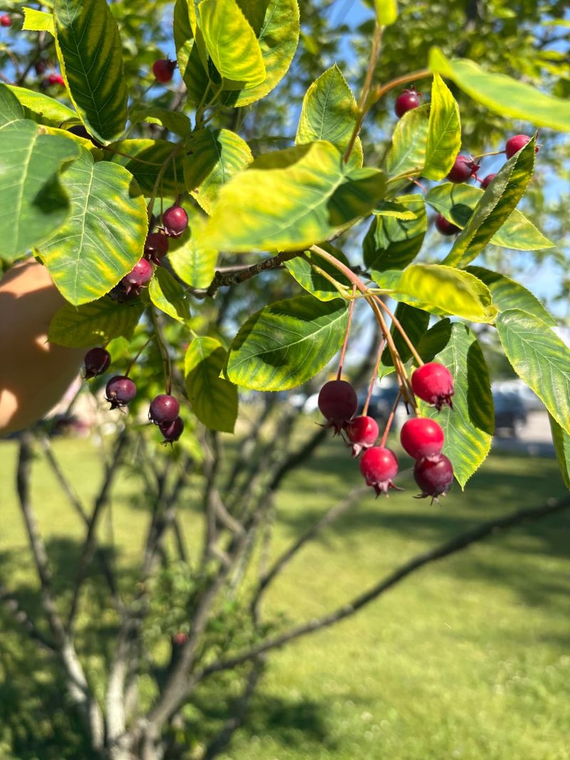 Serviceberry Adapts To A Wide Range Of Sites Serviceberry Adapts To A Wide Range Of Sites