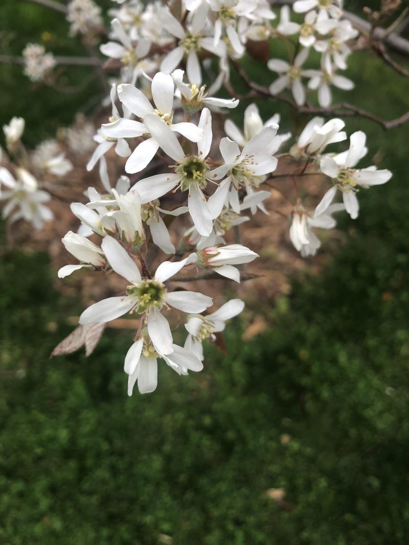 Serviceberry Blooms Before Most Trees Wake Up Serviceberry Blooms Before Most Trees Wake Up