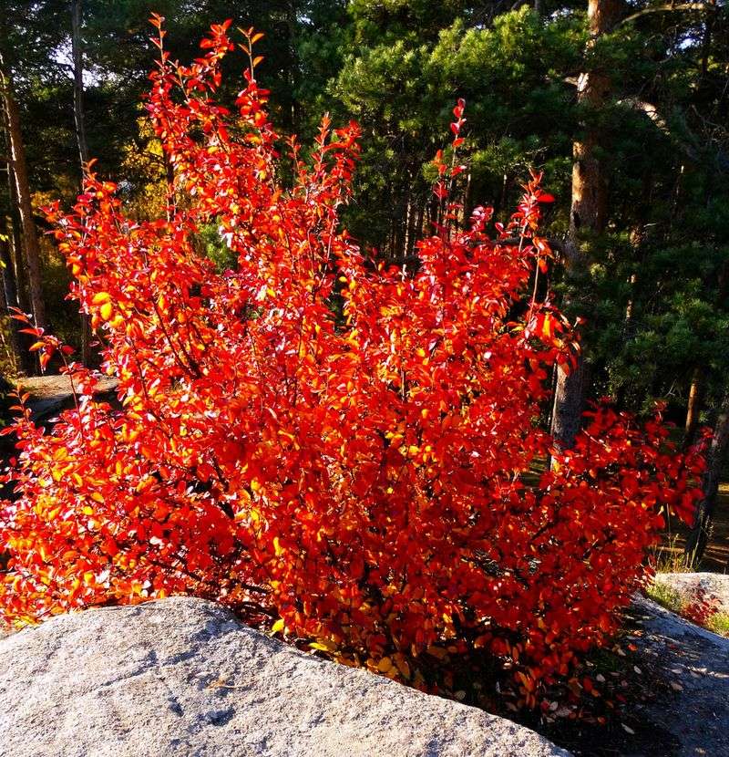 Serviceberry Brings Orange And Red Foliage