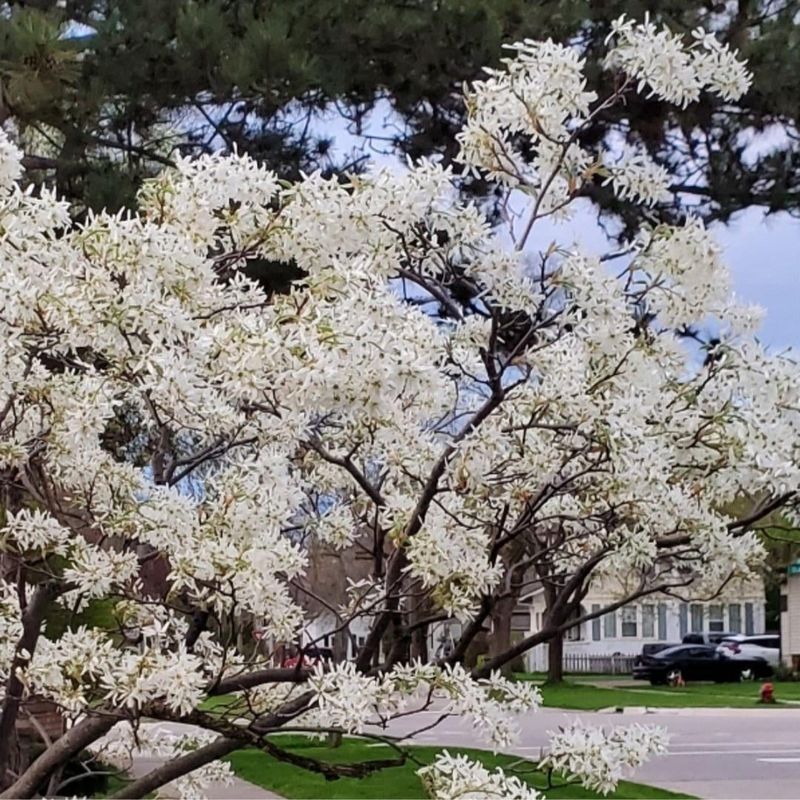 Serviceberry For Early Berries And Spring Flowers Serviceberry For Early Berries And Spring Flowers