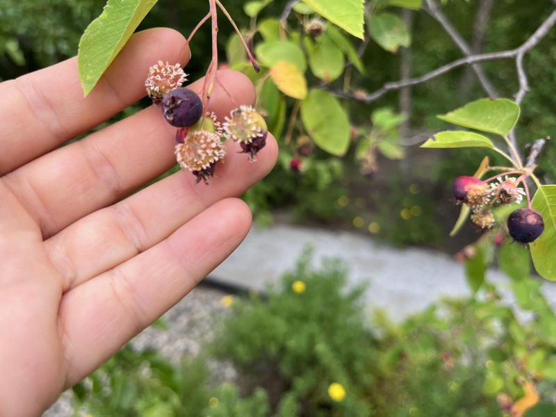 Serviceberry Offers Early Fruit And Spring Blooms Serviceberry Offers Early Fruit And Spring Blooms