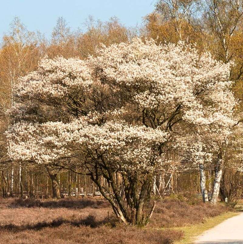 Serviceberry Offers Four Seasons Of Beauty