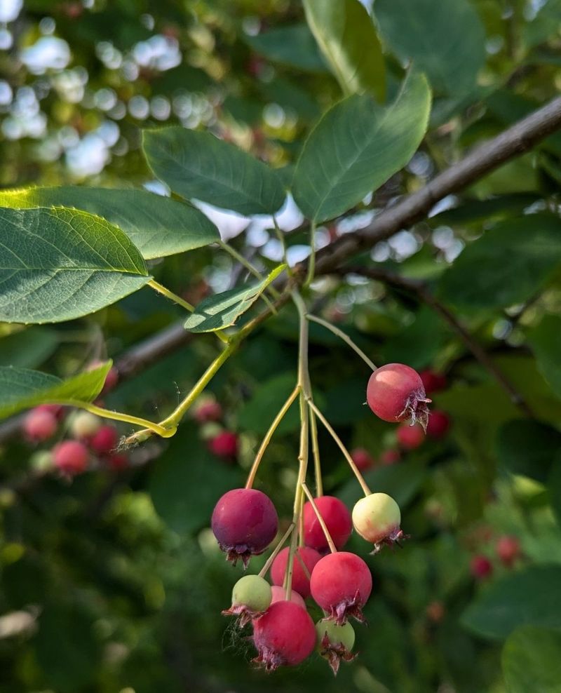 Serviceberry Serviceberry