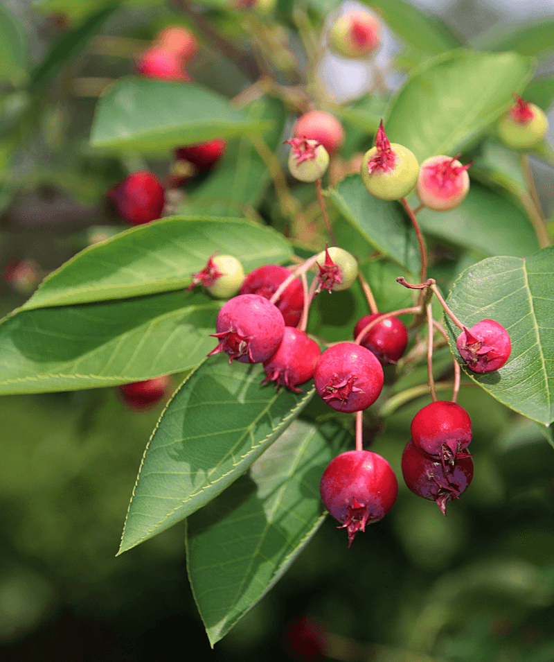 Serviceberry Serviceberry