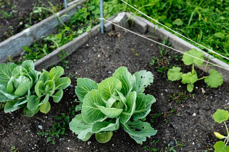 Set Cabbage Transplants Out While The Soil Is Still Warm