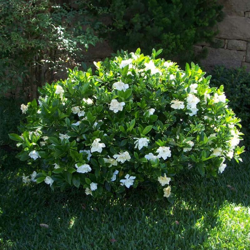 Set Gardenias Up For Stronger Fall Growth Set Gardenias Up For Stronger Fall Growth
