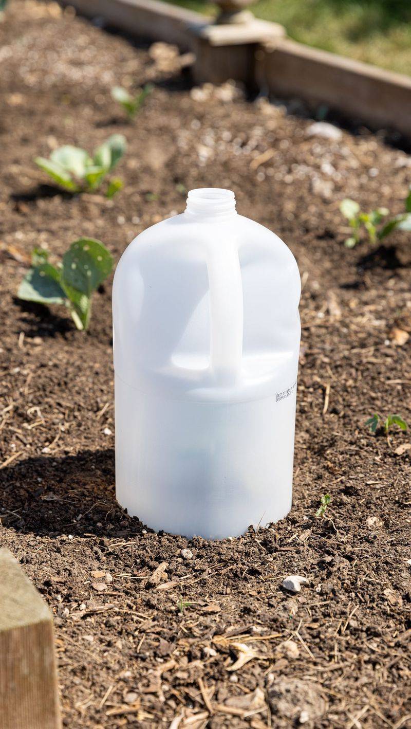 Set Jugs Of Warm Water Beside Peppers