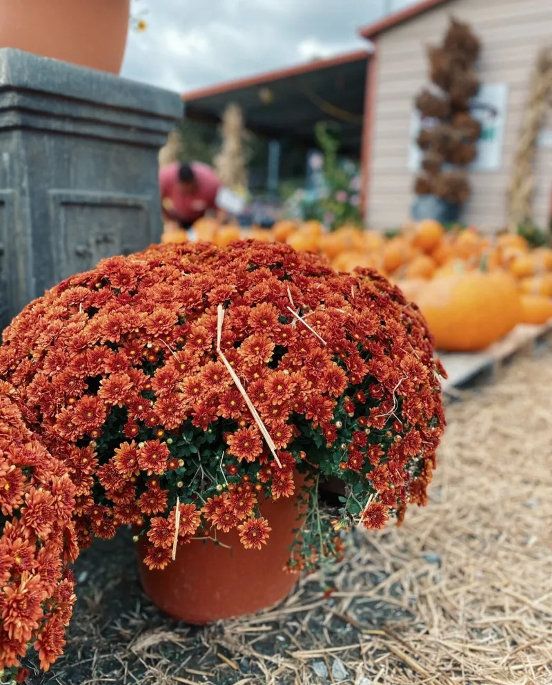 Set Out Fall Color With Cool-Season Flowers