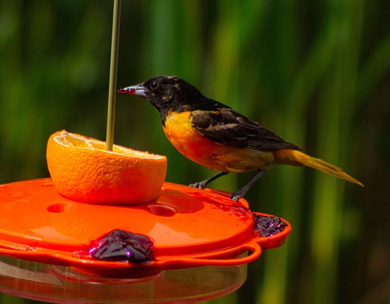 Set Out Orange Halves For Another Quick Food Source