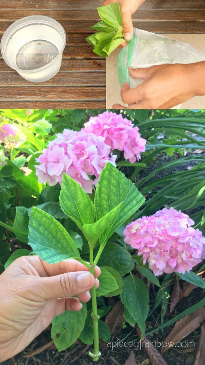 Set Realistic Limits for Water, Time, and Plant Rights