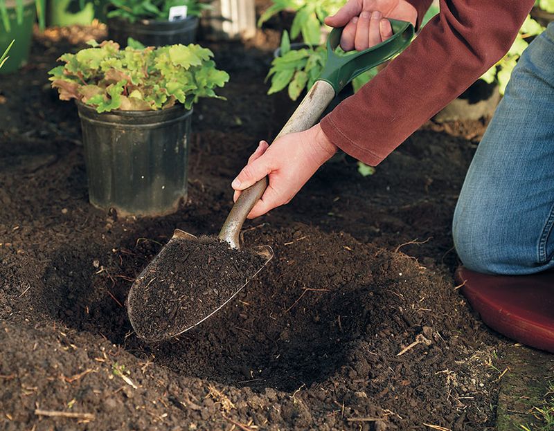 Set The Crown At Its Original Soil Level Set The Crown At Its Original Soil Level