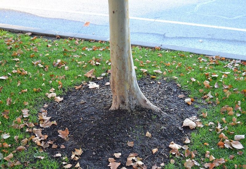 Set The Tree High Before Settling Pulls It Lower Set The Tree High Before Settling Pulls It Lower