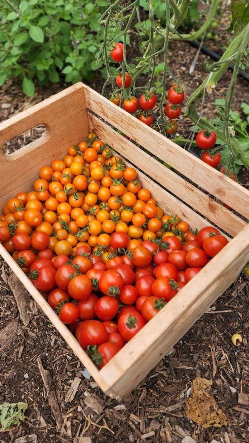 Set Up A Dedicated Harvest Station