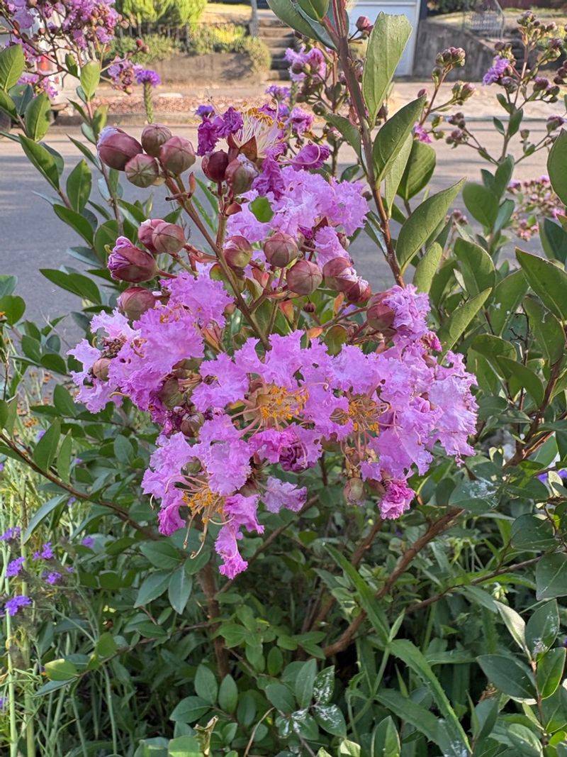 Set Up Better Spring Blooms With Fall Patience Set Up Better Spring Blooms With Fall Patience
