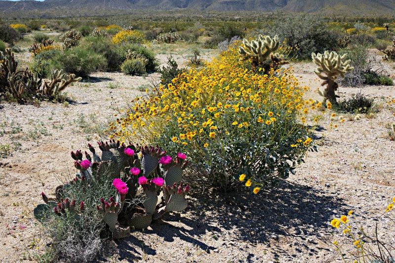 Set a realistic goal for a low-desert meadow