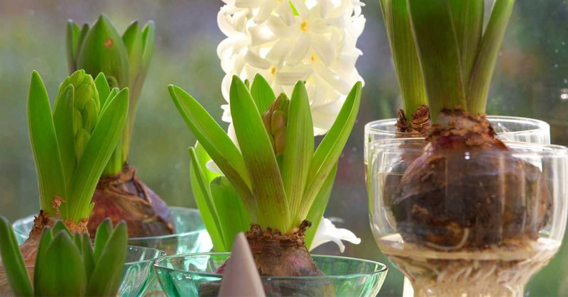 Set paperwhites above the waterline Set paperwhites above the waterline