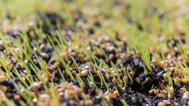 Sets Your Lawn Up For A Strong Spring