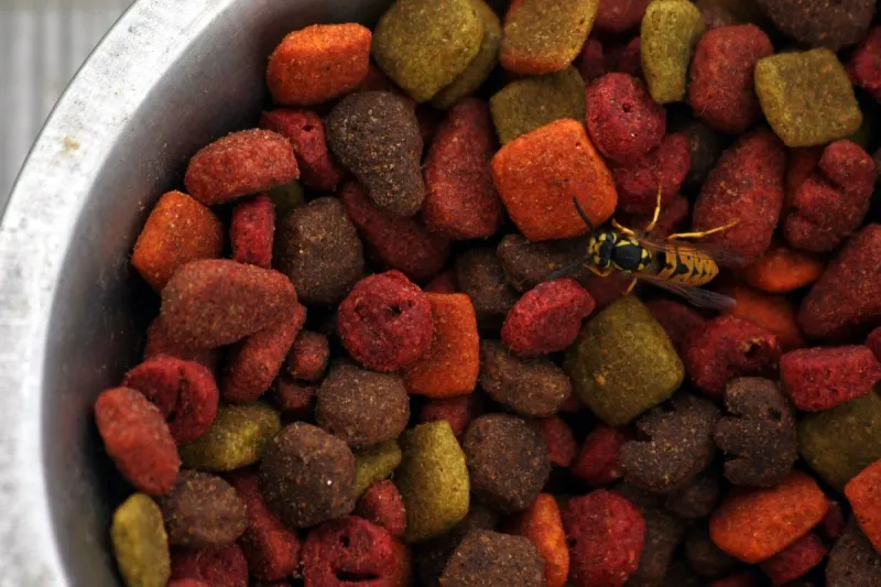 Setting Pet Food And Water Bowls Outside