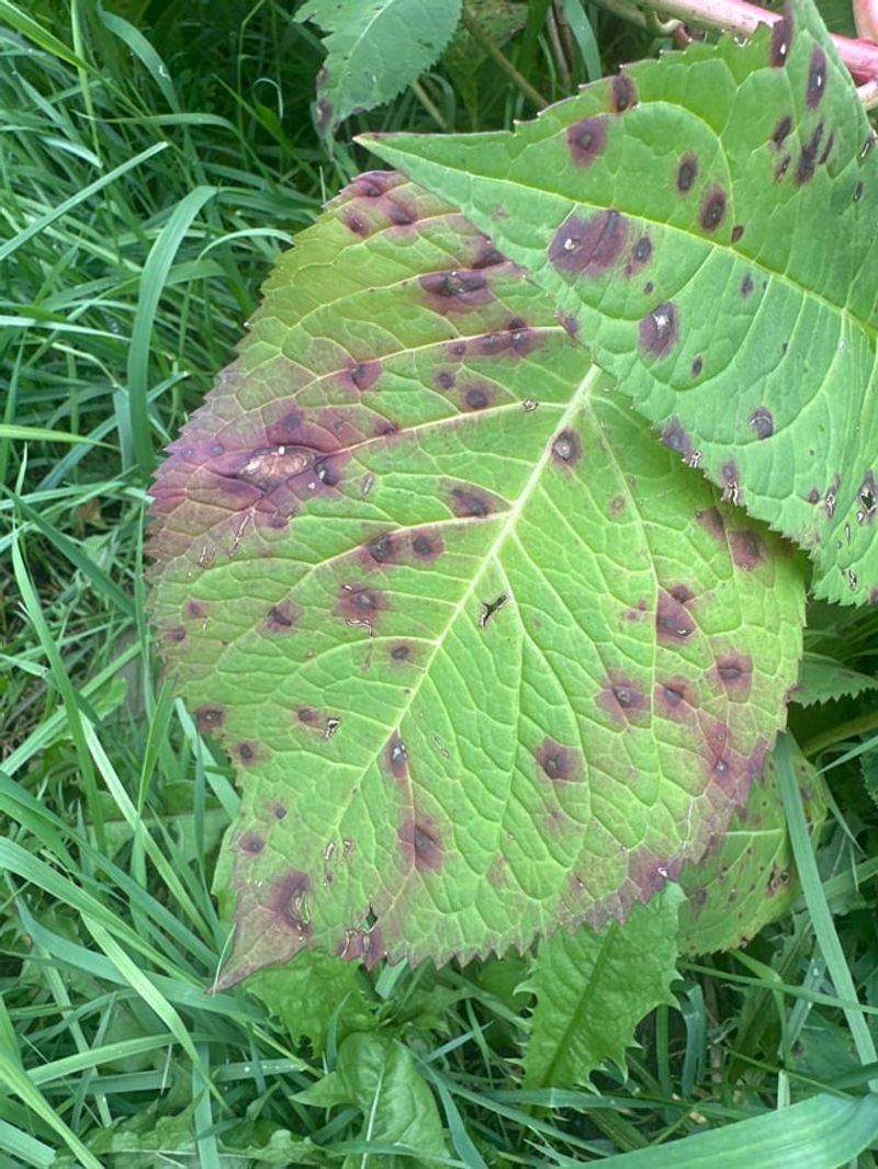 Several Different Fungi Cause Similar Spots Several Different Fungi Cause Similar Spots