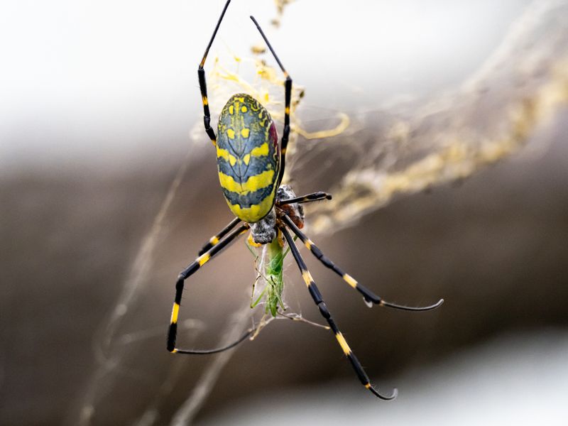 Several Orb Weavers May Be Behind Those Impressive Webs Several Orb Weavers May Be Behind Those Impressive Webs