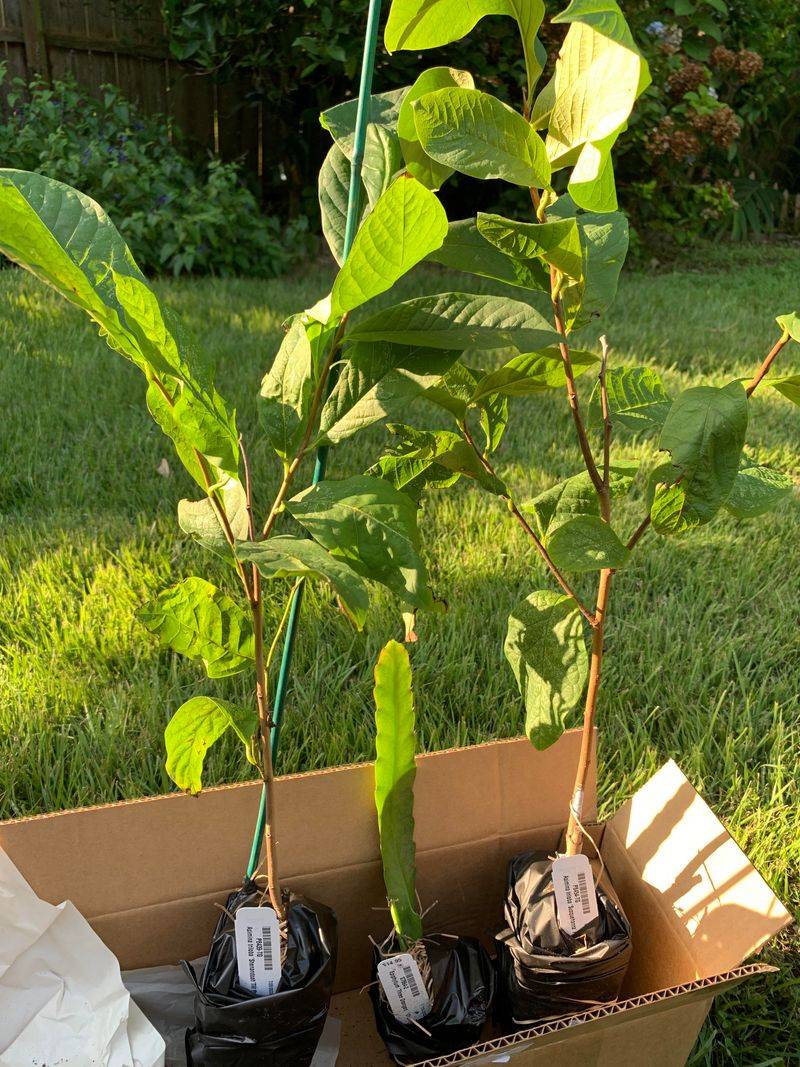 Several Top Varieties Came From A Virginia Research Farm