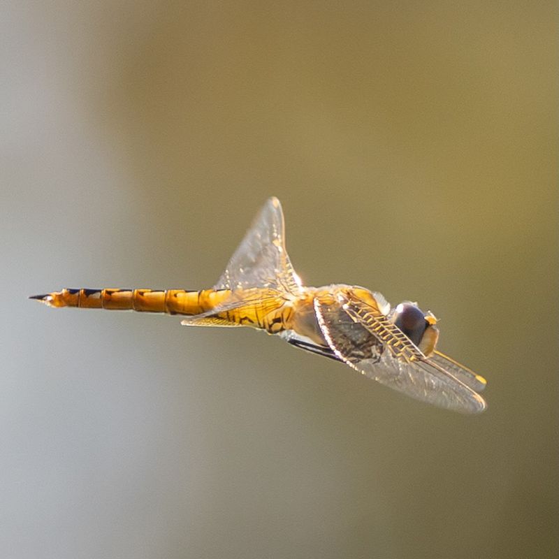 Several conditions can concentrate dragonflies in one yard