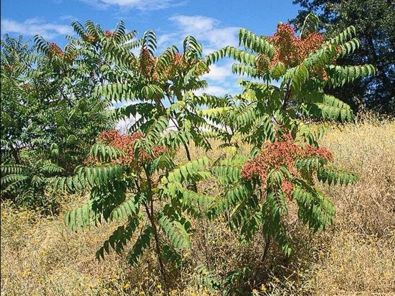 Several traits help tree-of-heaven persist Several traits help tree-of-heaven persist