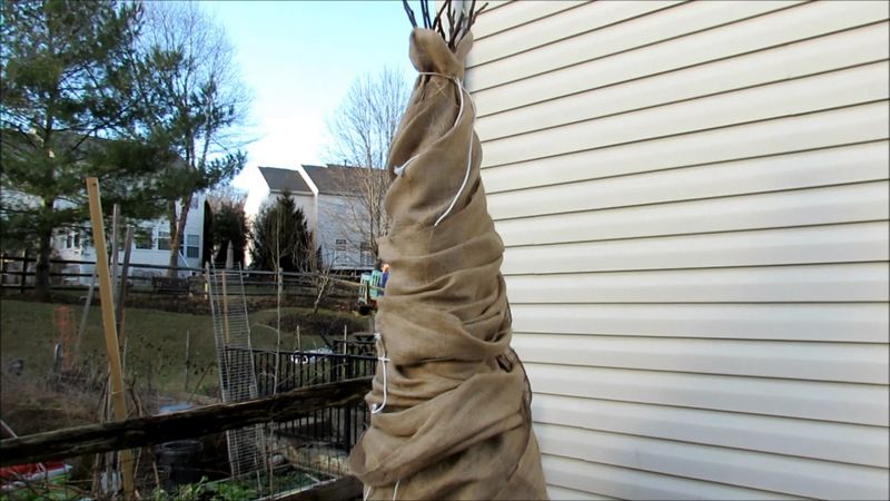 Severe Cold May Require Additional Covering