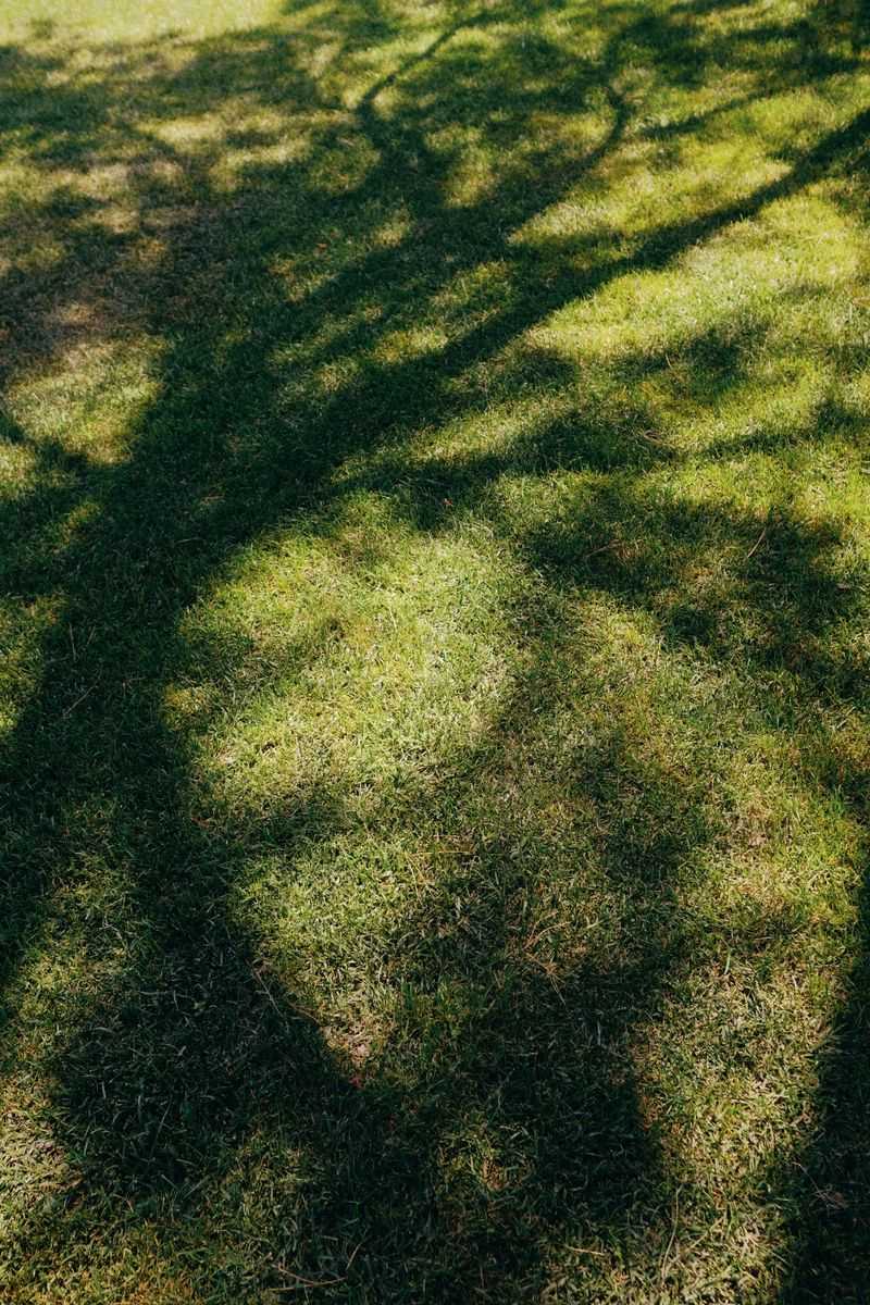 Shade And Sun Creating Uneven Growth
