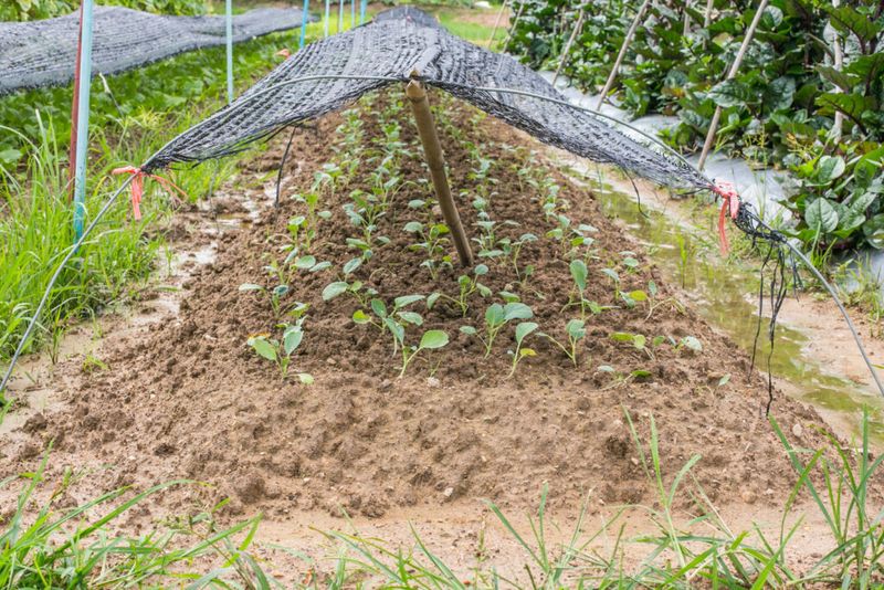Shade Cloth Bridges An Awkward Warm Stretch Shade Cloth Bridges An Awkward Warm Stretch