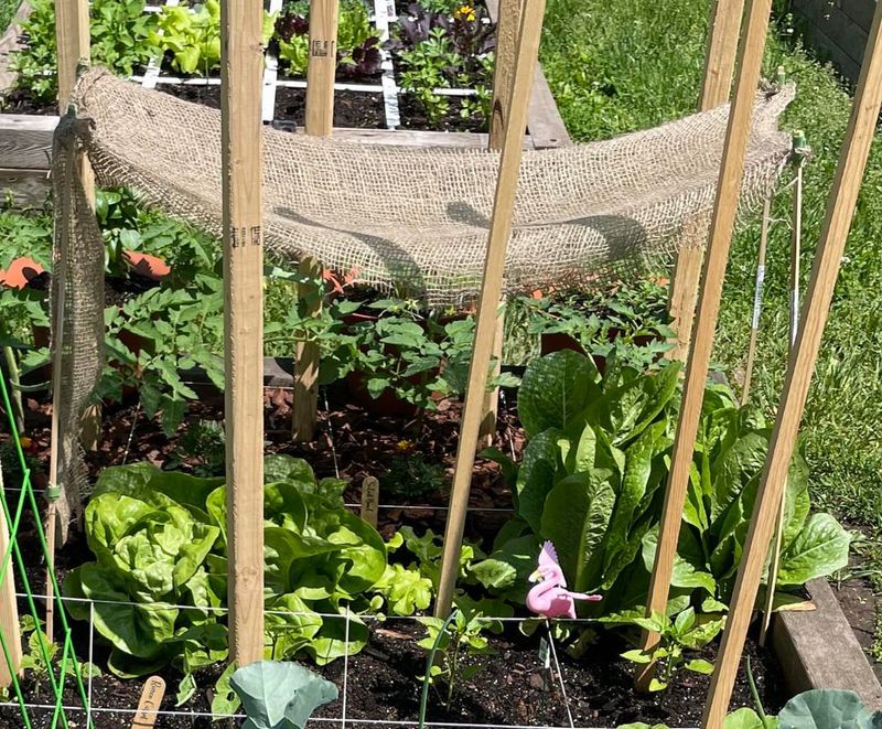 Shade Cloth Buys You Some Extra Time Shade Cloth Buys You Some Extra Time