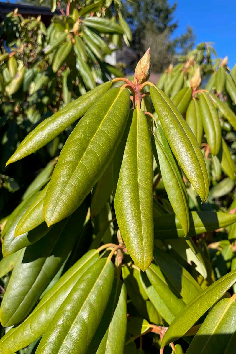 Shade Leaves From Harsh Winter Sun Shade Leaves From Harsh Winter Sun