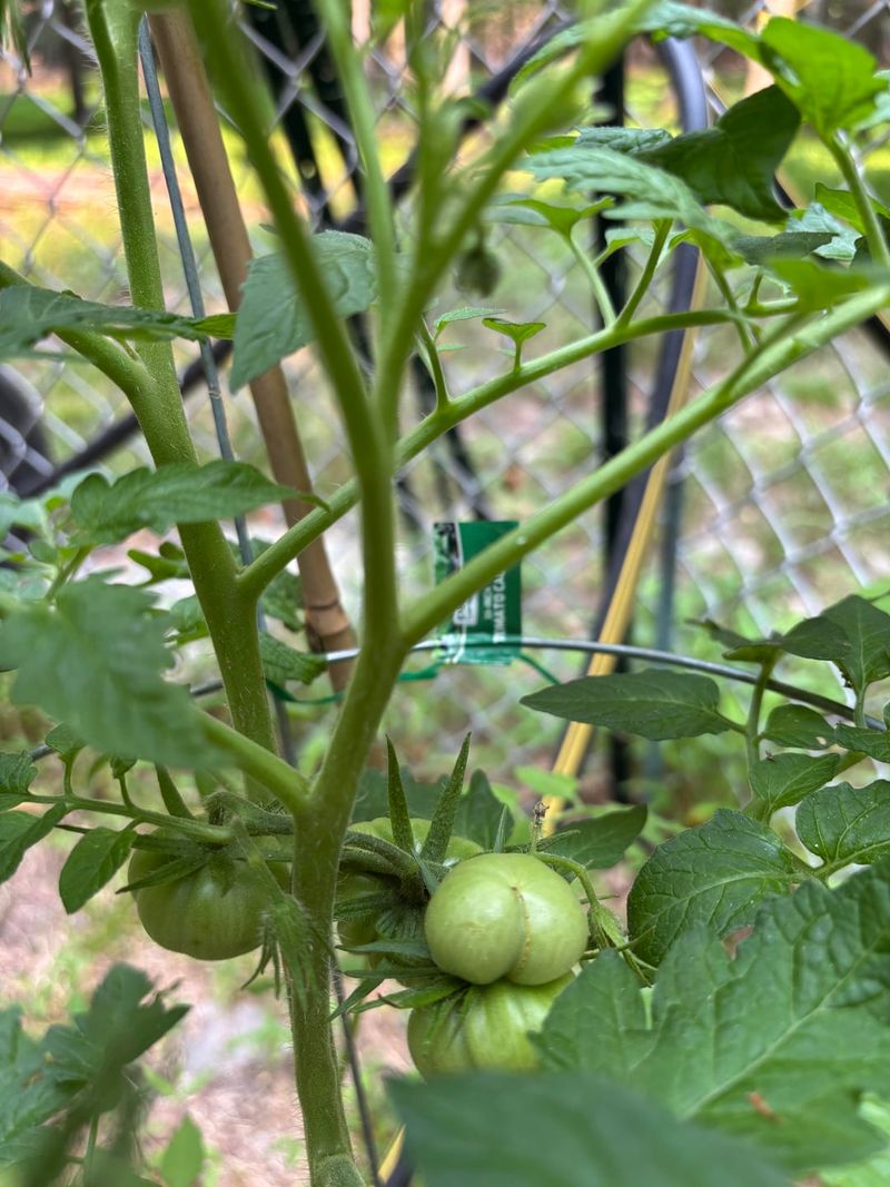 Shade Preserves Quality After Picking