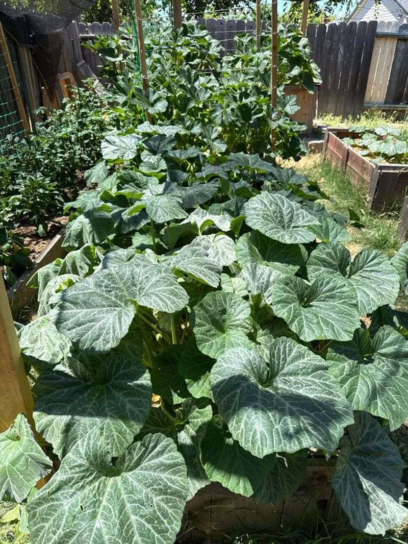 Shade The Plants Without Blocking All Light
