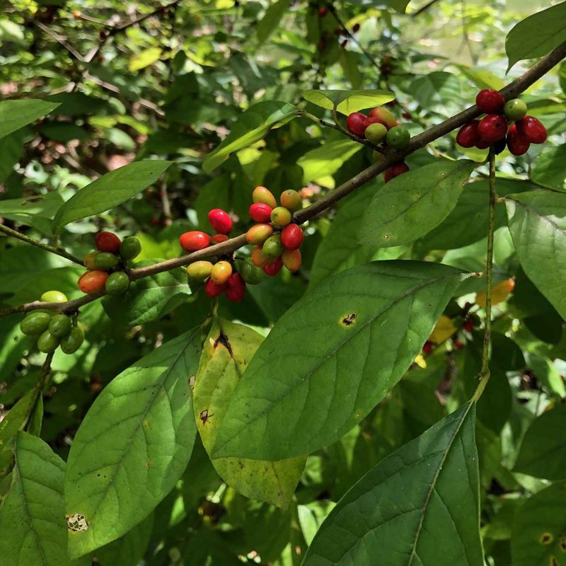 Shade-Tolerant, Deer-Resistant, And Low-Maintenance