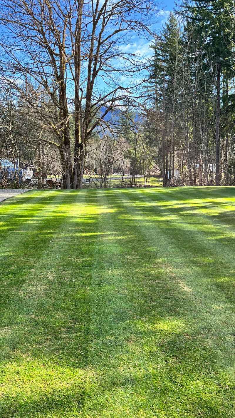Shaded Tree Areas Shaded Tree Areas