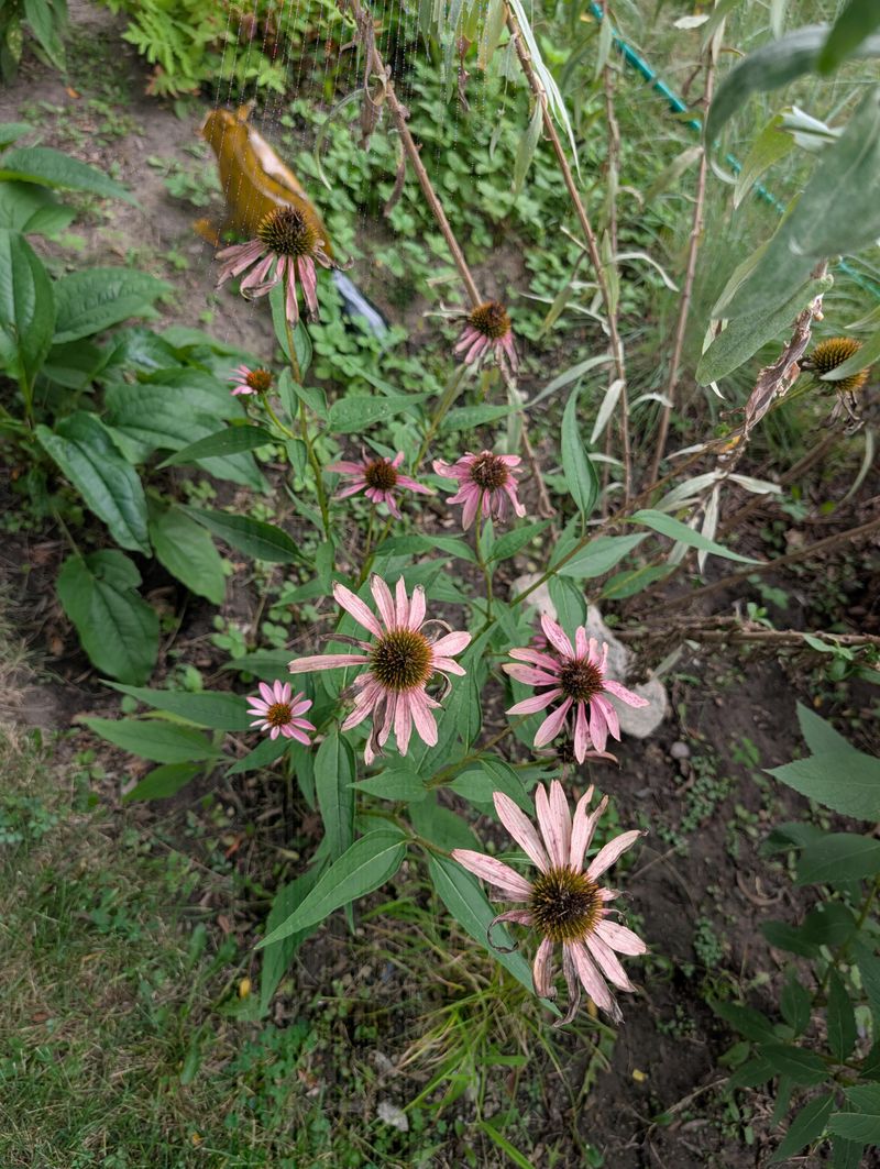 Shady Corners Leave Them Leggy And Bloomless