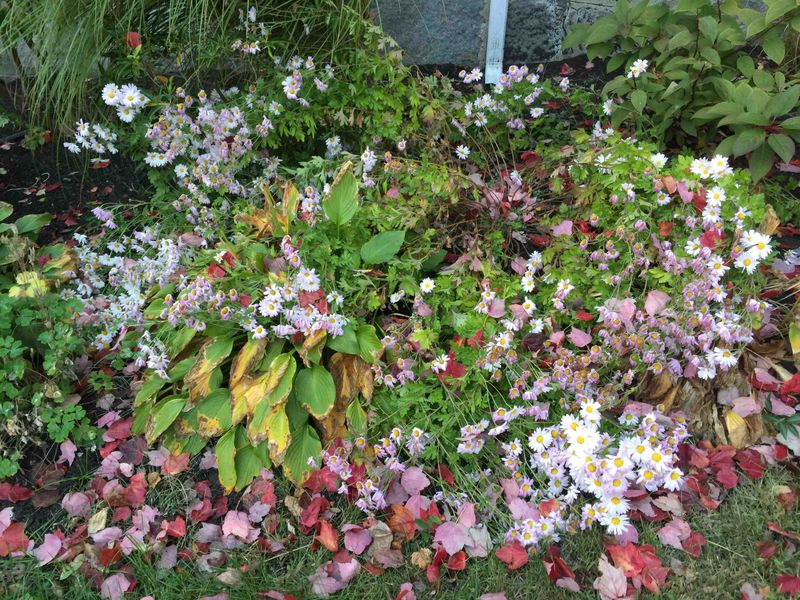 Shady Corners Mean Leggy Stems And Fewer Blooms Shady Corners Mean Leggy Stems And Fewer Blooms