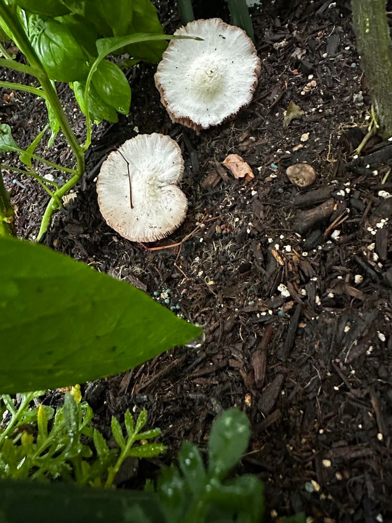 Shady Corners Often Create The Conditions Mushrooms Need To Grow Shady Corners Often Create The Conditions Mushrooms Need To Grow