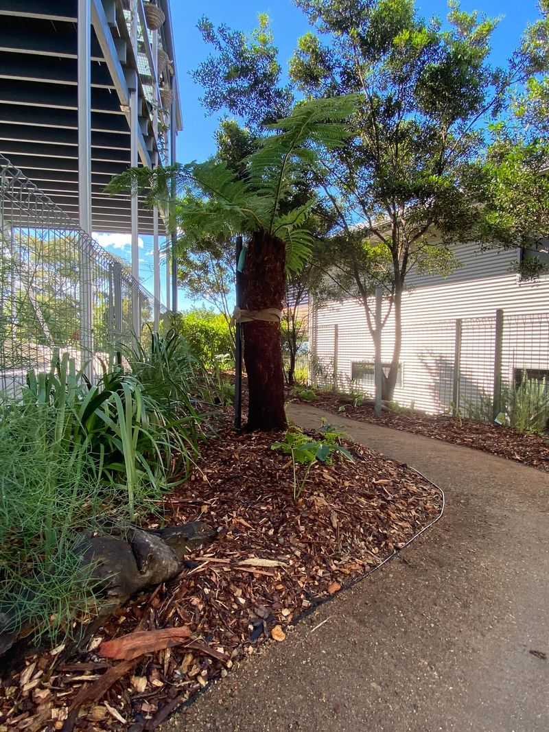 Shady Garden Beds With Poor Airflow
